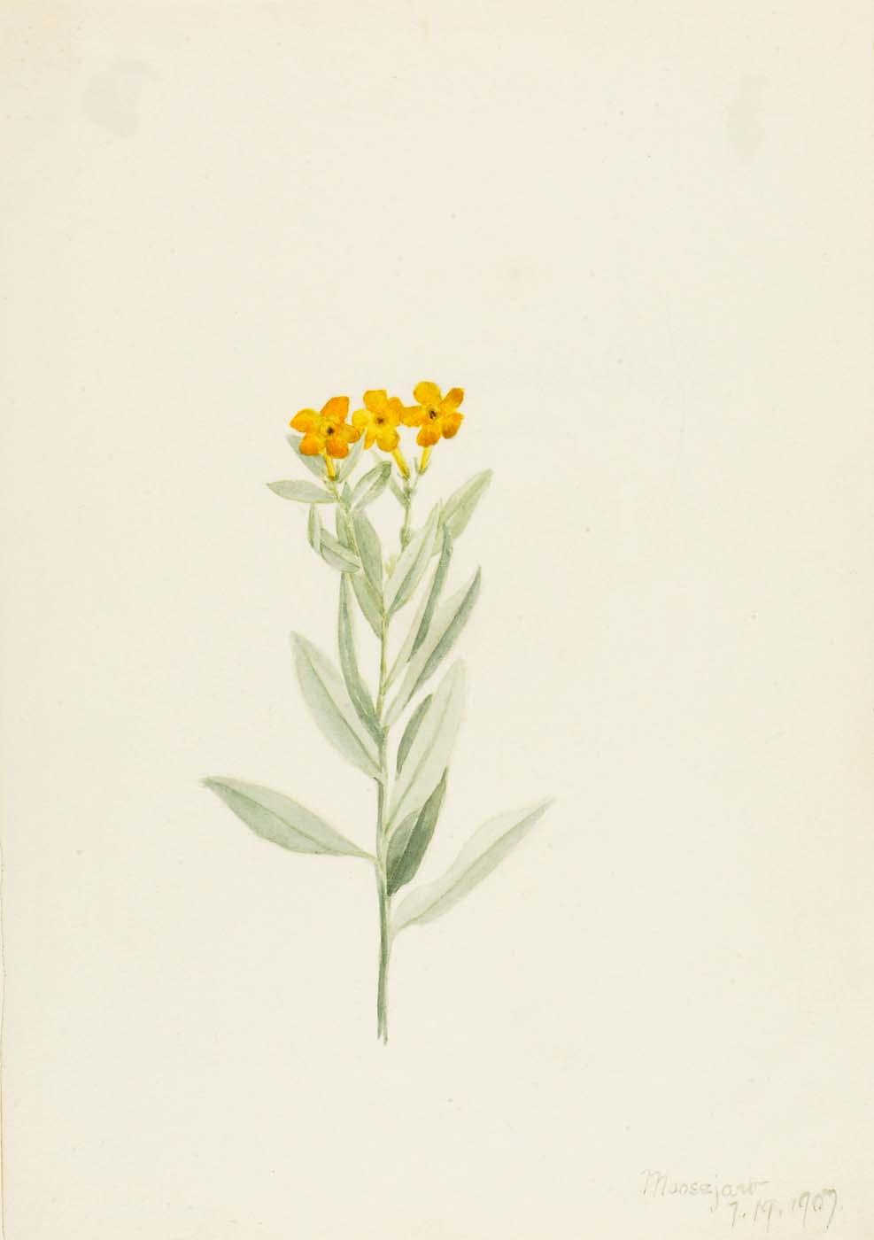 Lithospermum Canescens — Mary Vaux Walcott