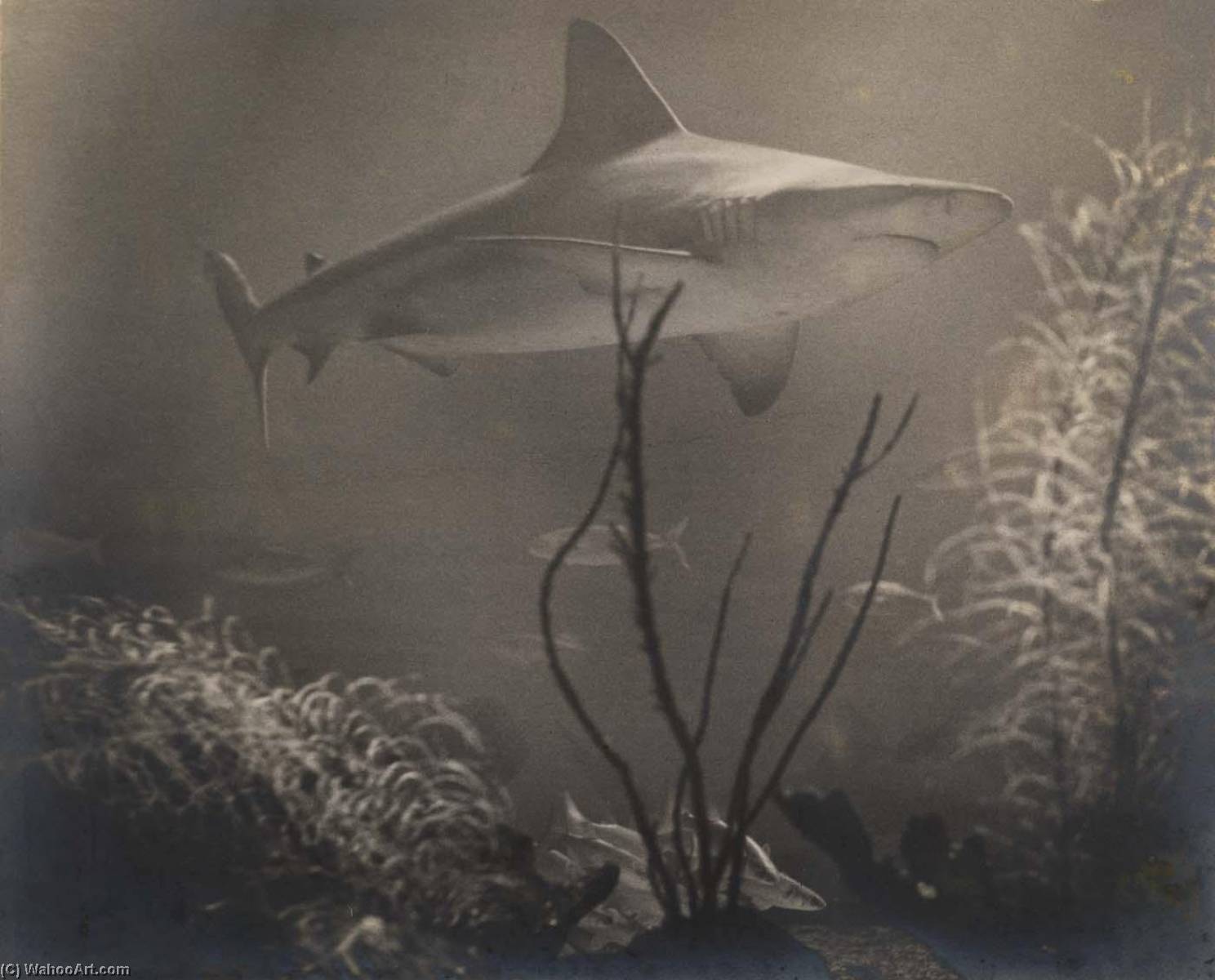 The Shadow — Grace M Ballentine