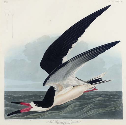 Black Skimmer — Роберт Хавелл