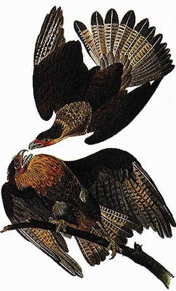 Caracara Plancus — ジョン・ジェームズ・オーデュボン