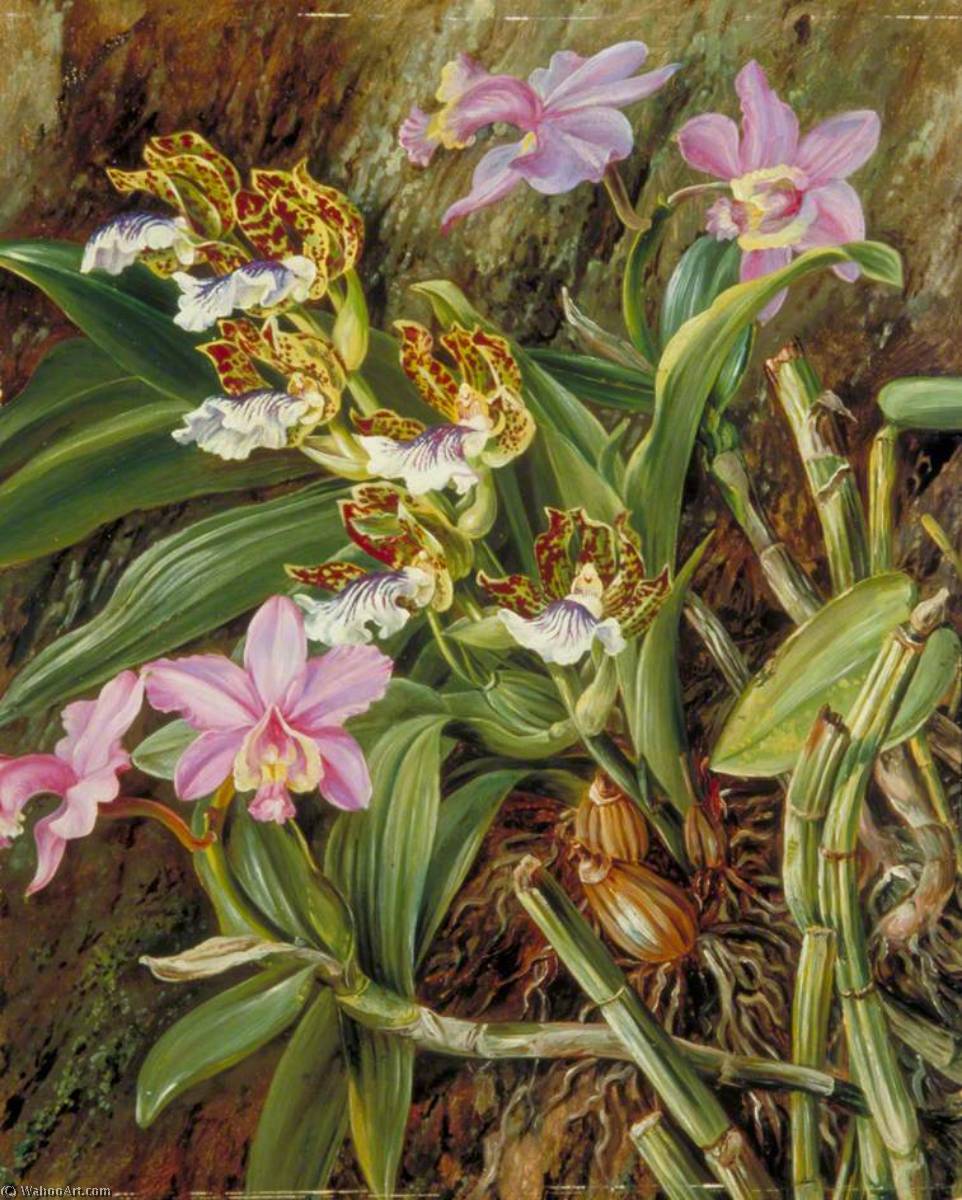 Brazilian Orchids — Marianne North