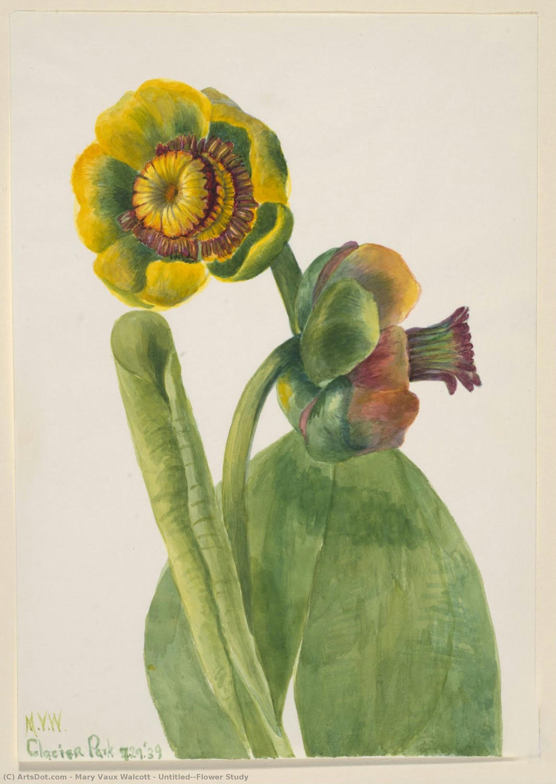 Untitled--flower Study — Мэри Вокс Уолкотт