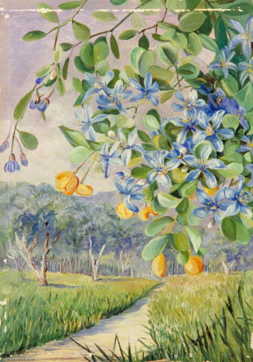 Blätter, Blüten Und Früchte Des Lignum Vitae, Jamaika — Marianne North