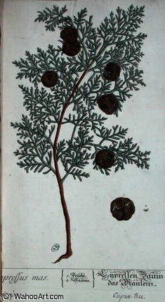 Cypress Tree — Elizabeth Blackwell