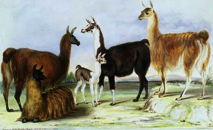 A Group Of Llamas — Benjamin Waterhouse Hawkins