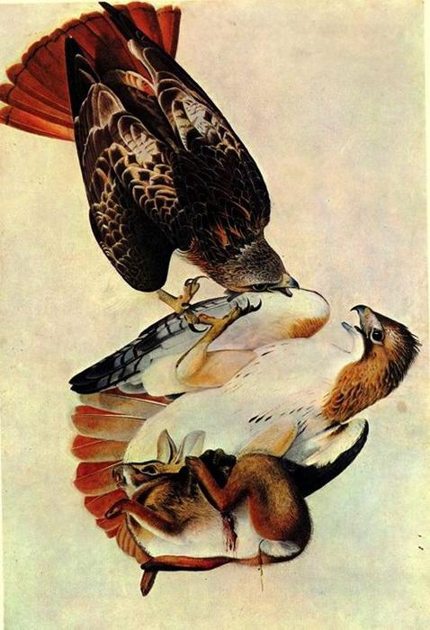 Red Tailed Hawk — Джон Джеймс Одюбон