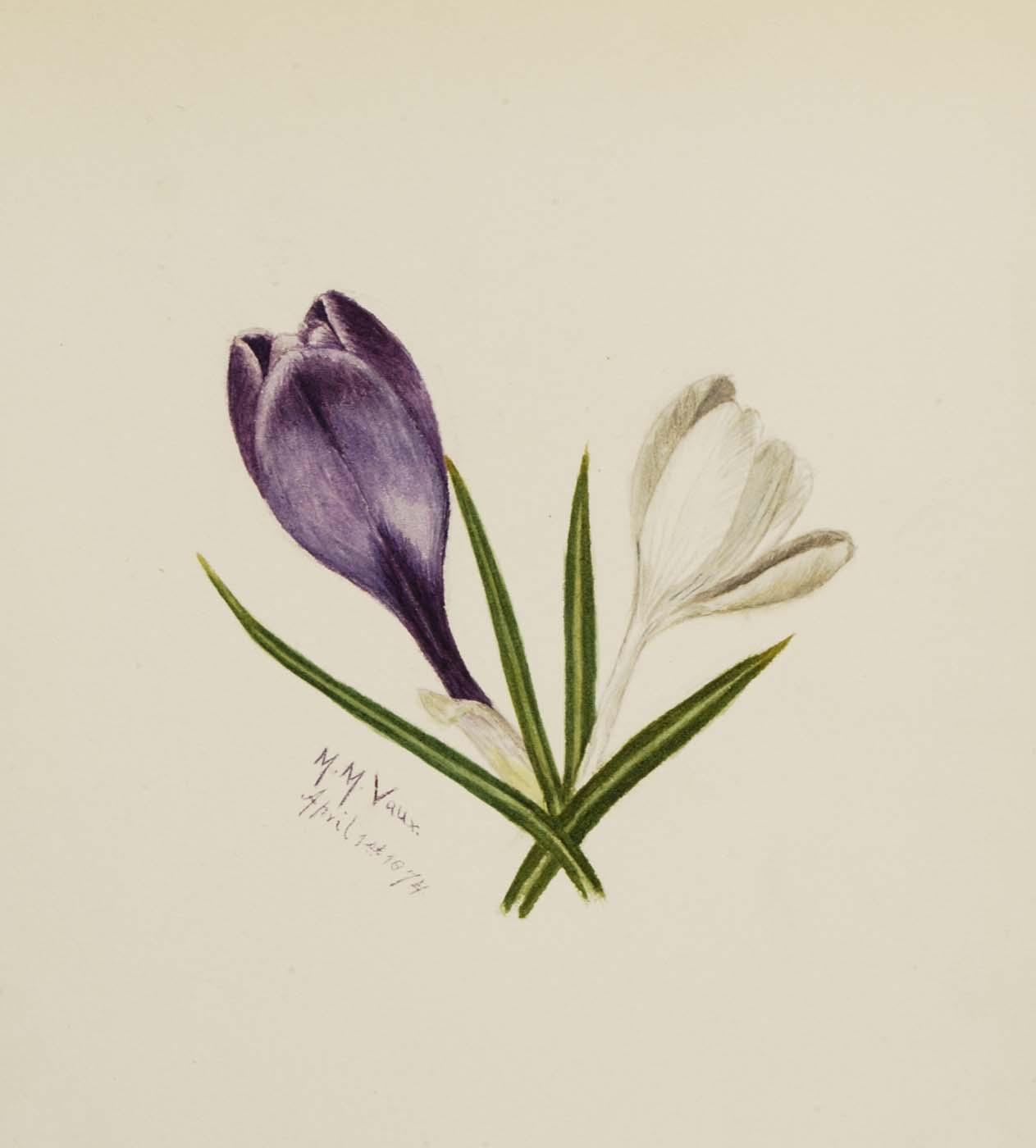 Untitled (crocuses) — Mary Vaux Walcott