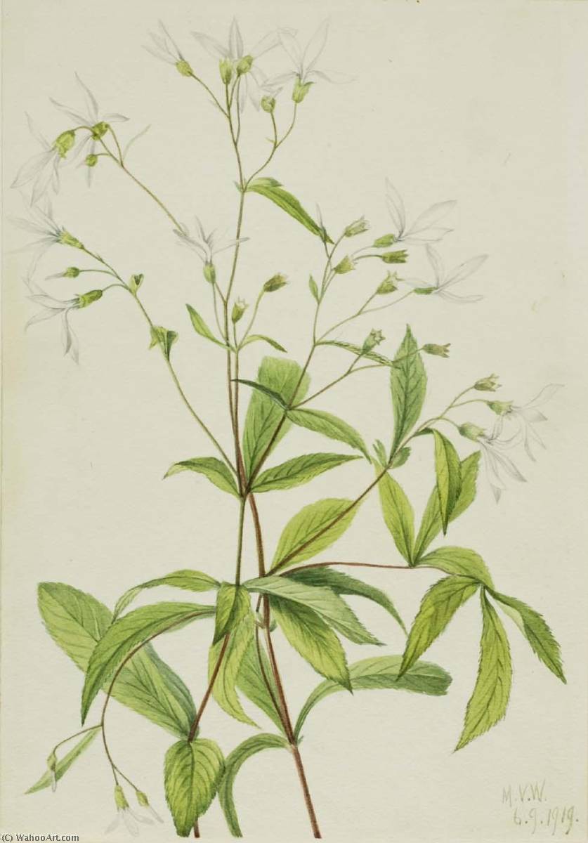Bowmansroot (porteranthus Trifoliatus) — Mary Vaux Walcott