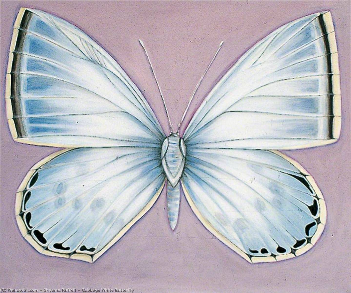 Cabbage White Butterfly — Shyama Ruffell