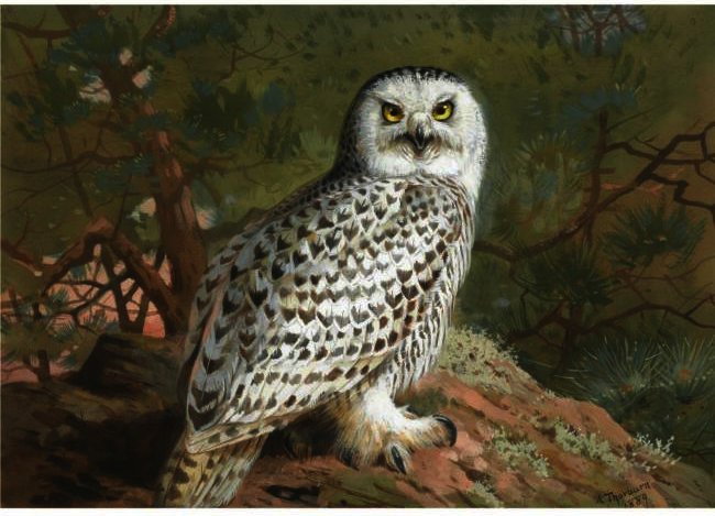 A Female Snowy Owl — Archibald Thorburn
