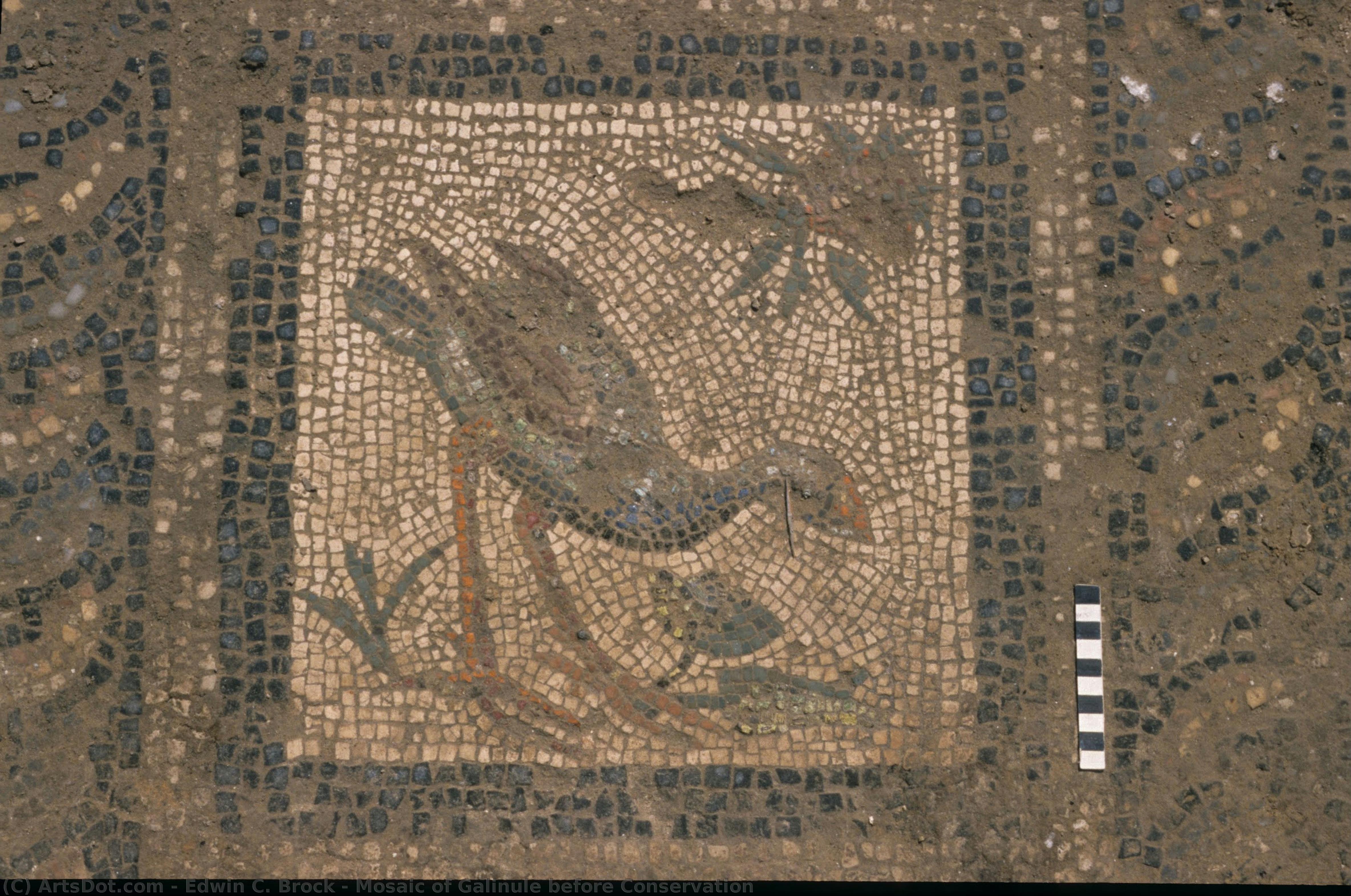 Mosaic Of Galinule Before Conservation — Edwin C. Brock