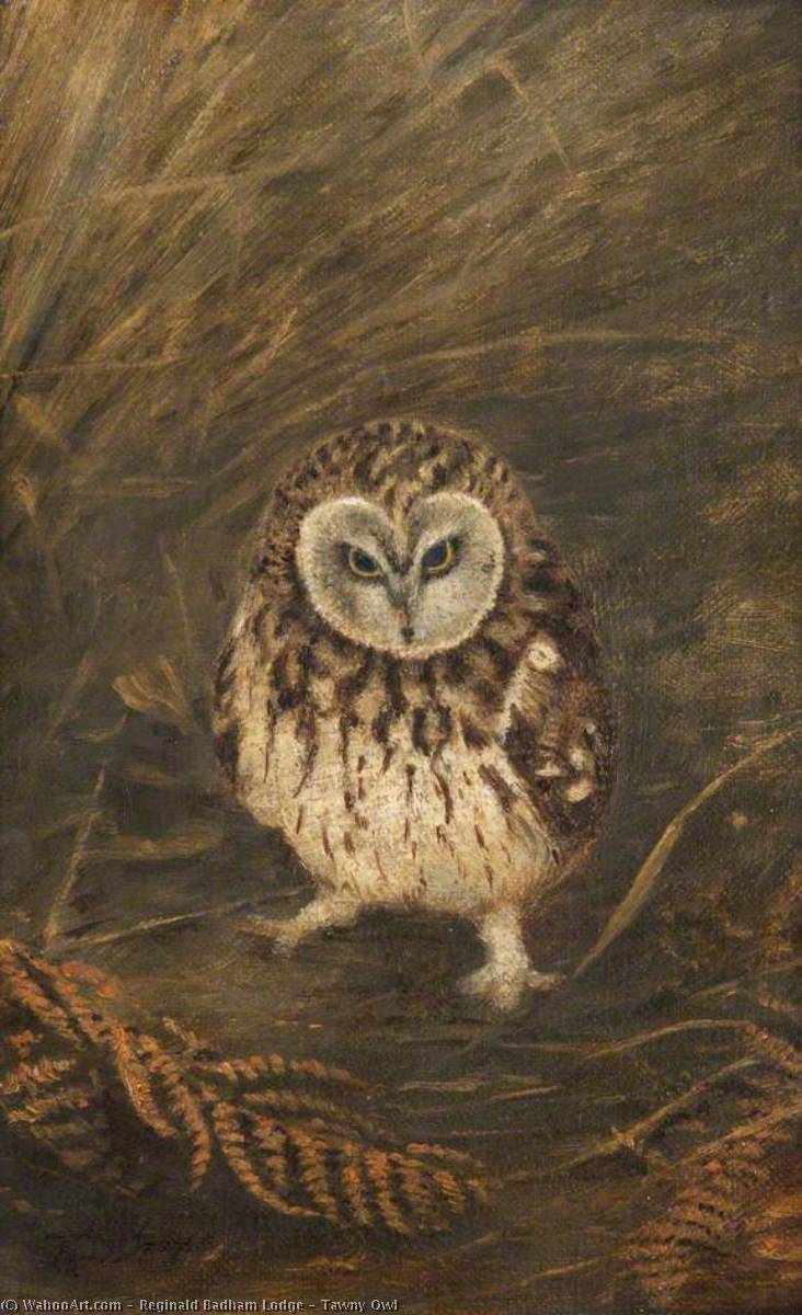 Tawny Owl — Reginald Badham Lodge