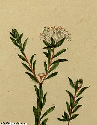Pimelea Linifolia — John William Lewin
