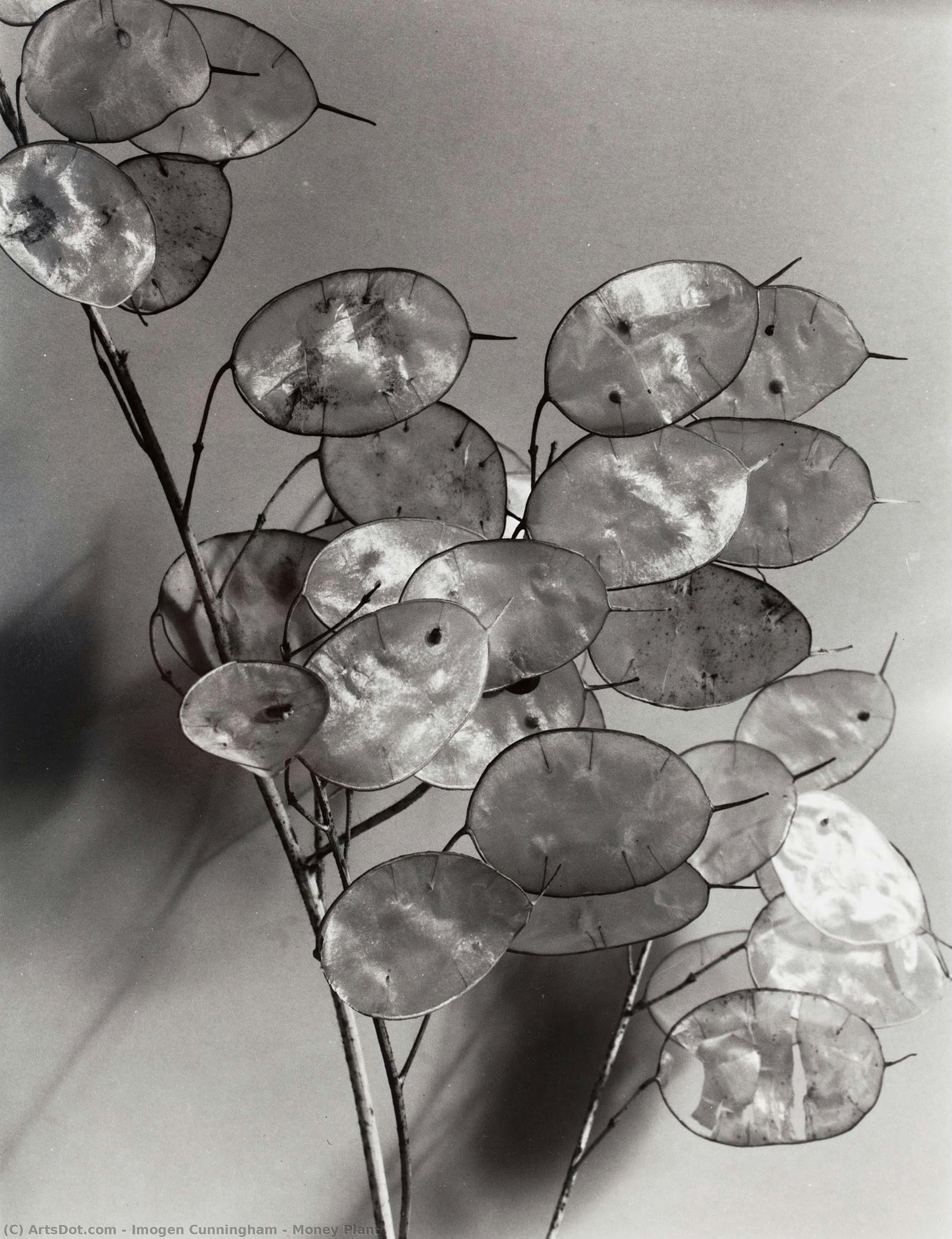 Деньги Растение — Imogen Cunningham