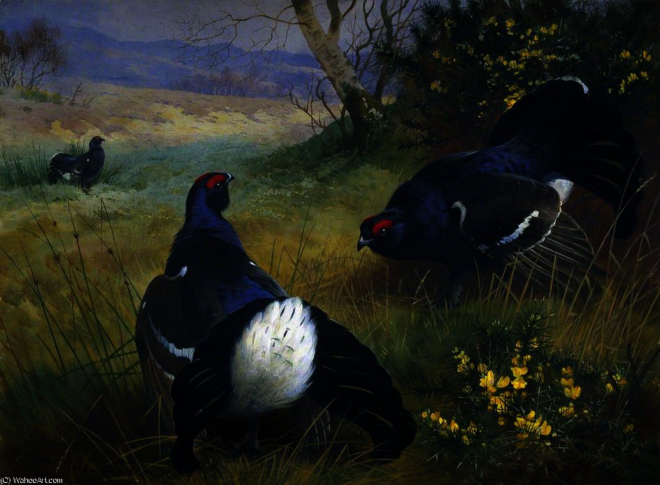 Black Grouse — Архибальд Торборн