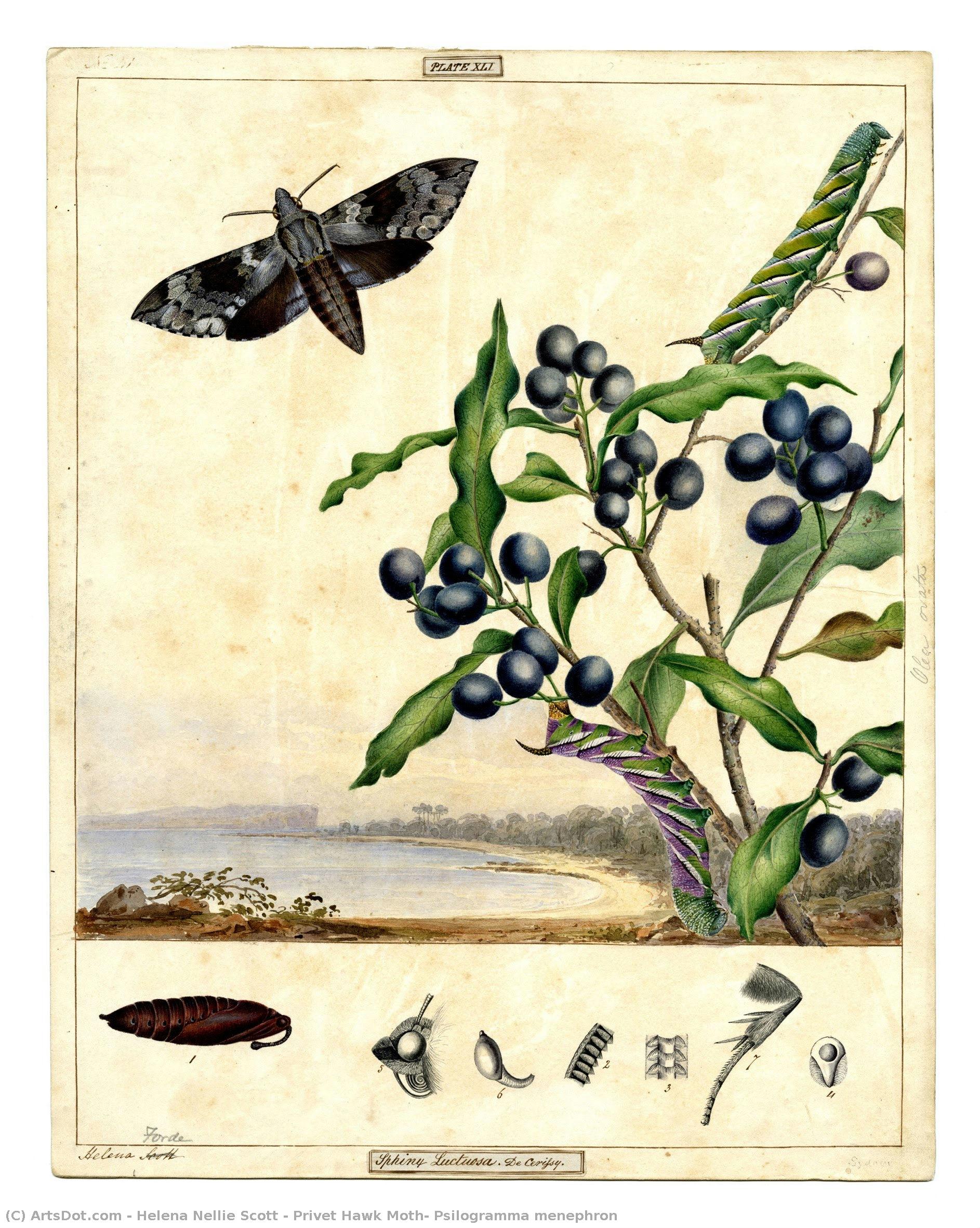 Privet Hawk Moth, Psilogramma Menephron — Хелена Нелли Скотт