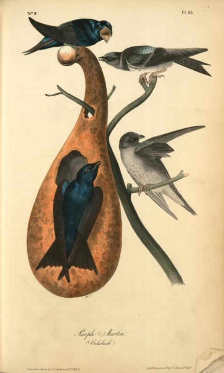 Purple Martin. (calabash) — John James Audubon