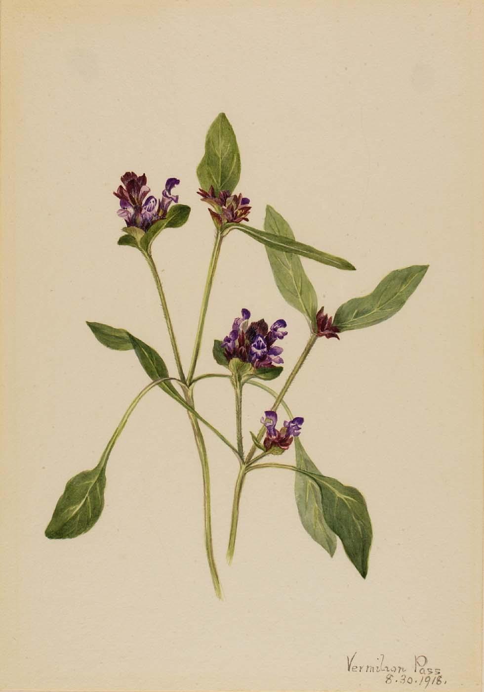 Self Heal (prunella Vulgaris) — Mary Vaux Walcott