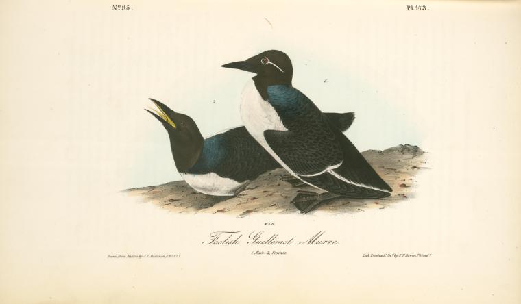 Foolish Guillemot. - Murre. 1. Male. 2. Female — John James Audubon