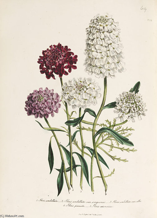 The Ladies' Flower-garden Of Ornamental Annuals - — Jane Loudon