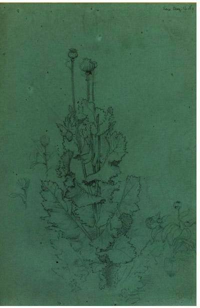 Plant Study — サー・エドワード・ジョン・ポインター