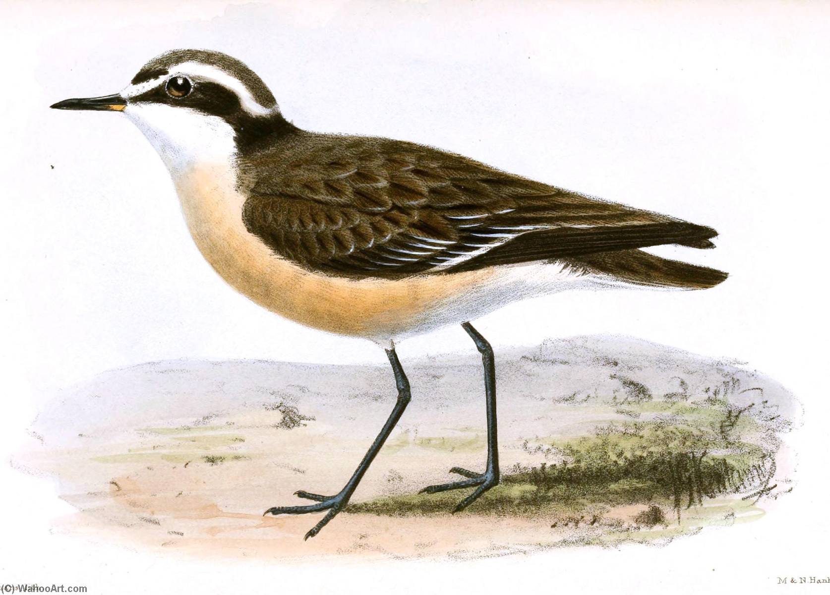 Untitled (aqtgn4) — John Gerrard Keulemans
