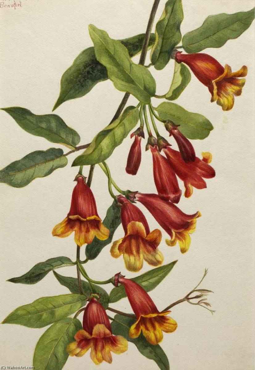 Crossvine (anisostichus Capreolatus) — Mary Vaux Walcott
