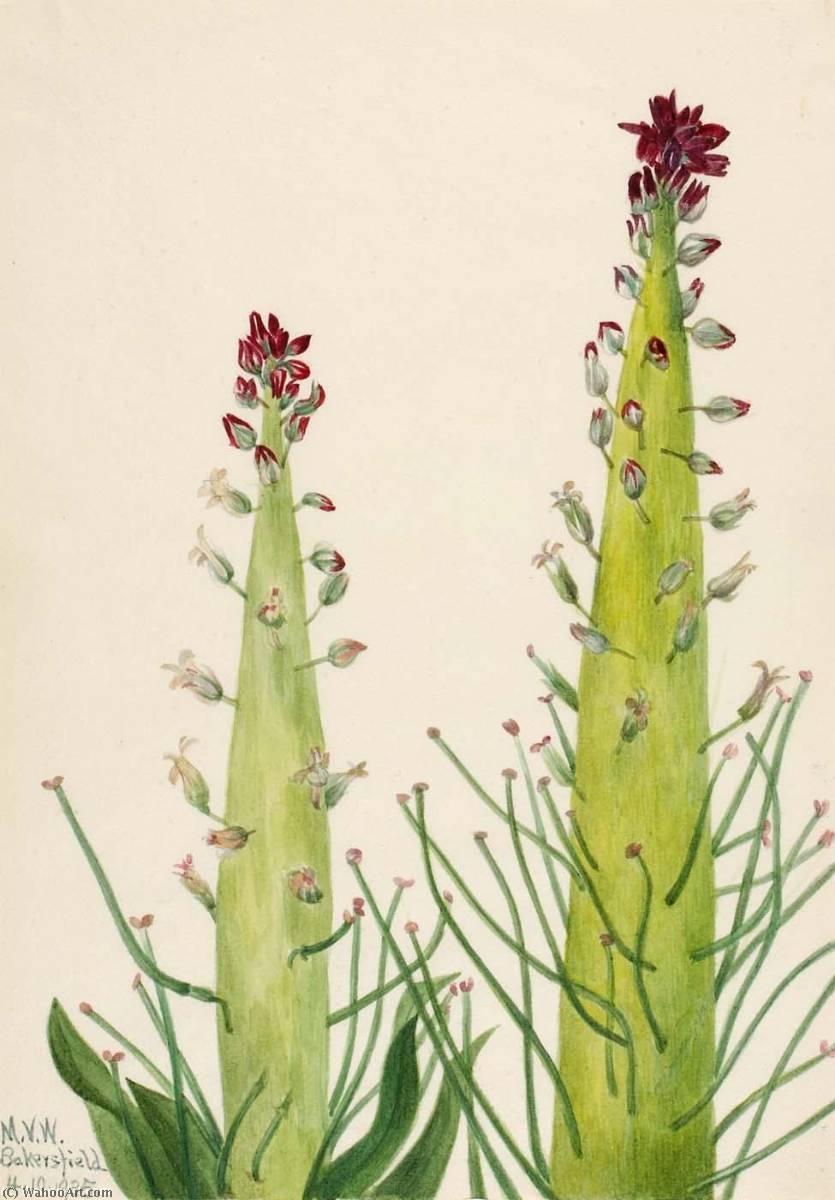 Squaw Cabbage (caulanthus Inflatus) — Mary Vaux Walcott