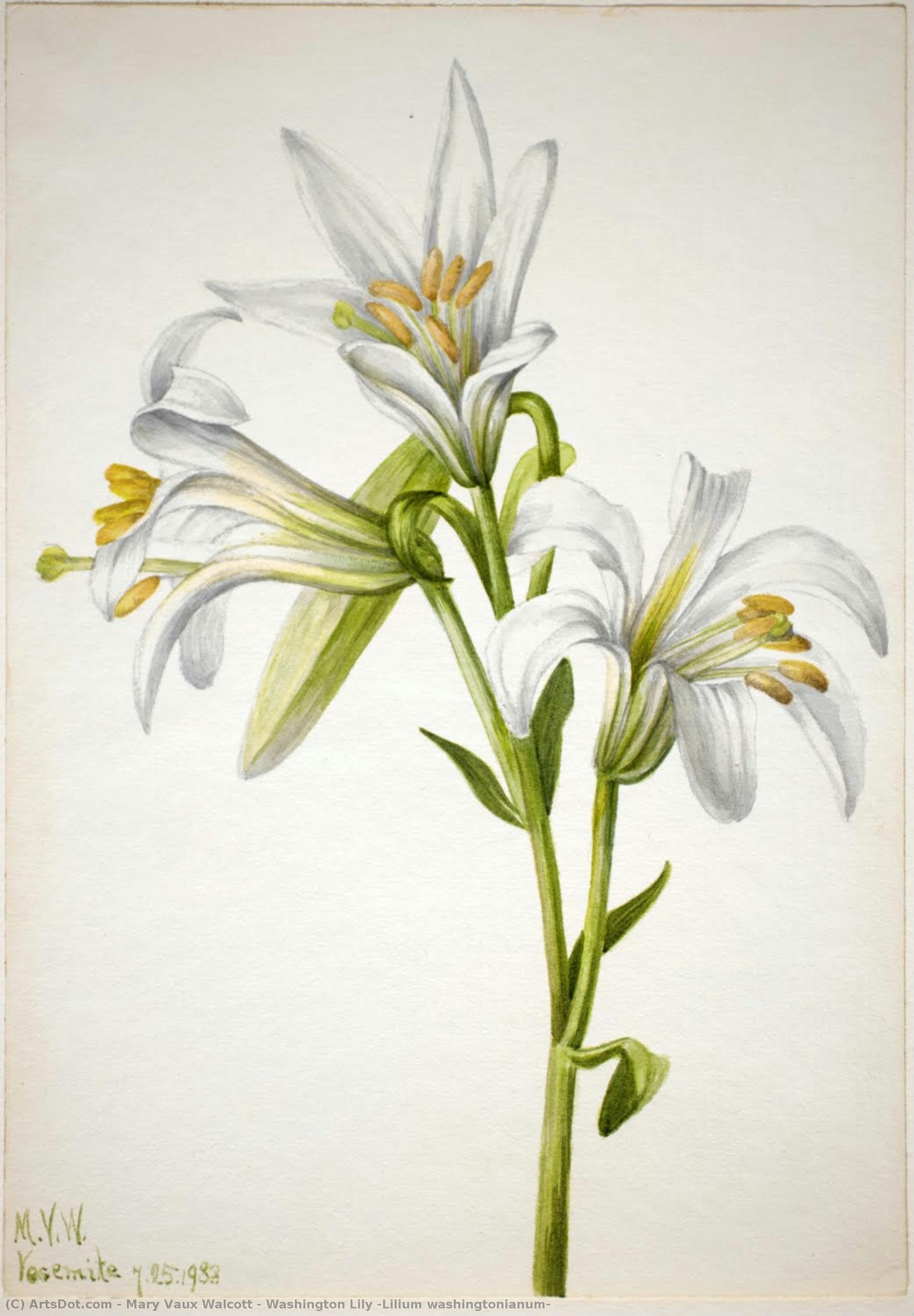 Lirio De Washington (lilium Washingtonianum) — Mary Vaux Walcott