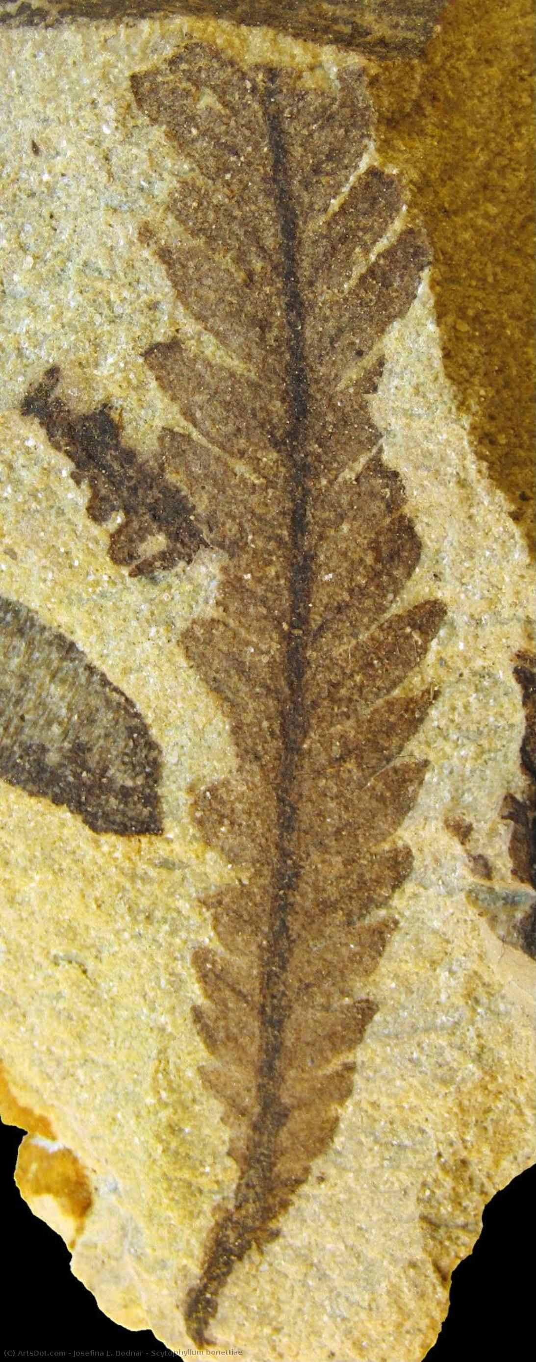 Scytophyllum Bonettiae — Josefina E. Bodnar