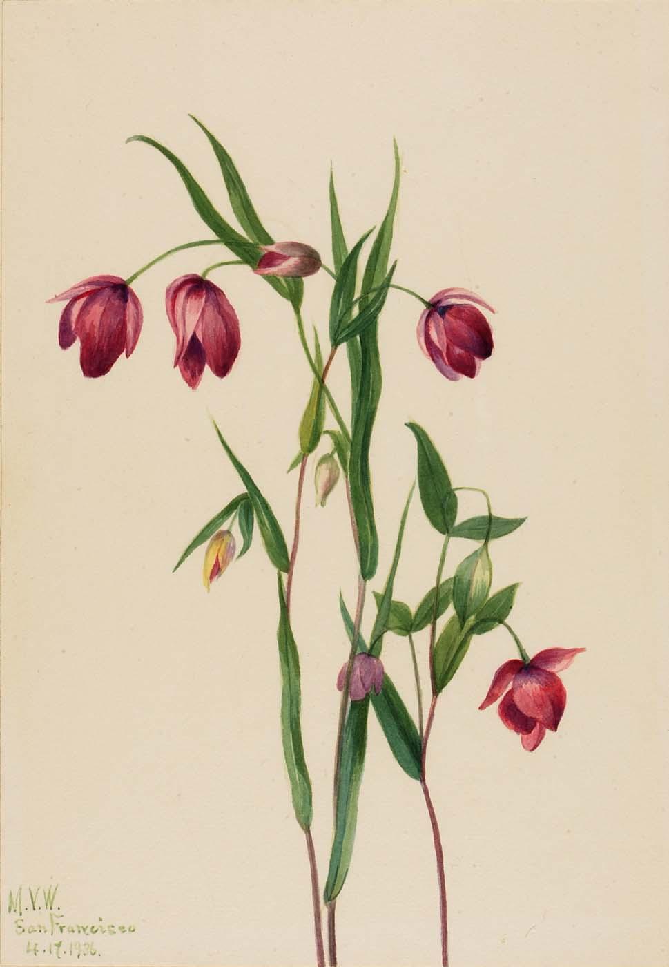 Purple Fairy Lantern (calochortus Anoenum) — Mary Vaux Walcott