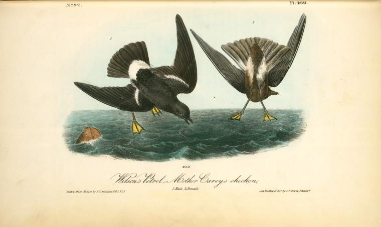 Wilson's Petrel. -mother Carey's Chicken. 1. Male.2. Female — John James Audubon