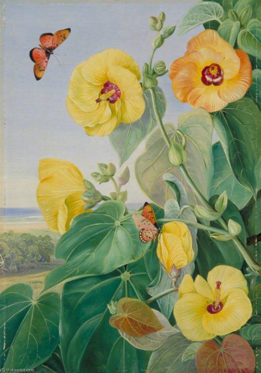 Ein Baum Der Meeresküste, St. John's River, Kaffraria — Marianne North