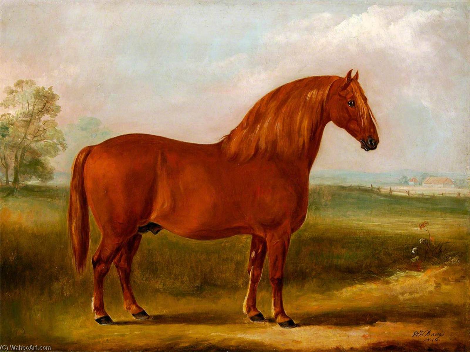 Stallion — Vilijam Henri Devis