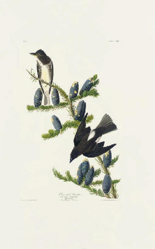 Olive Sided Flycatcher — Robert Havell