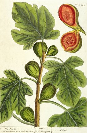 The Fig Tree — Elizabeth Blackwell