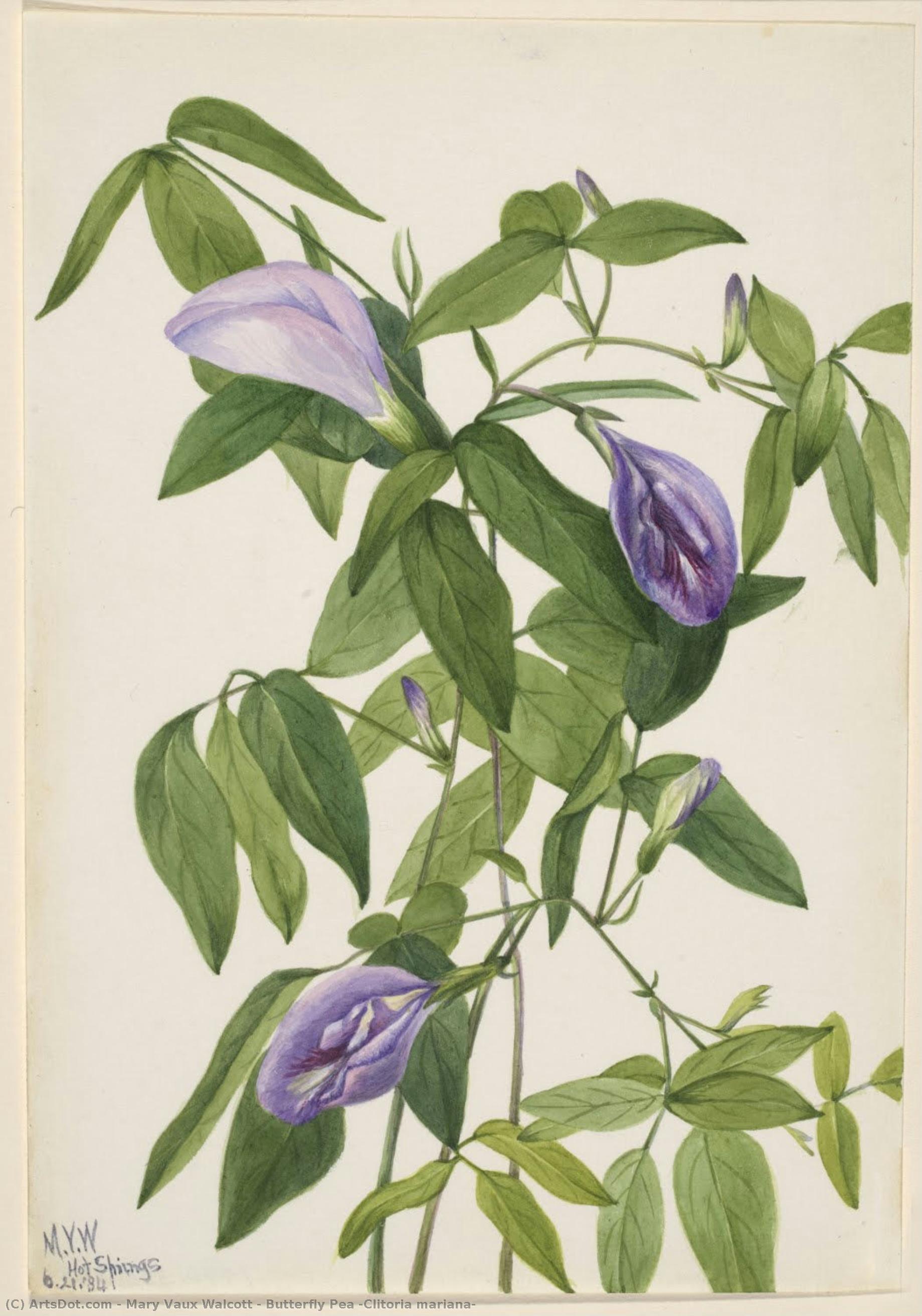 Butterfly Pea (clitoria Mariana) — メアリー・ヴォー・ウォルコット