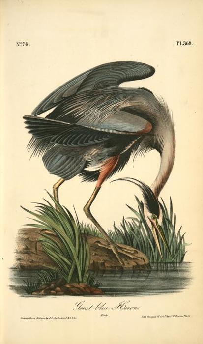 Great Blue Heron. Male — ジョン・ジェームズ・オーデュボン