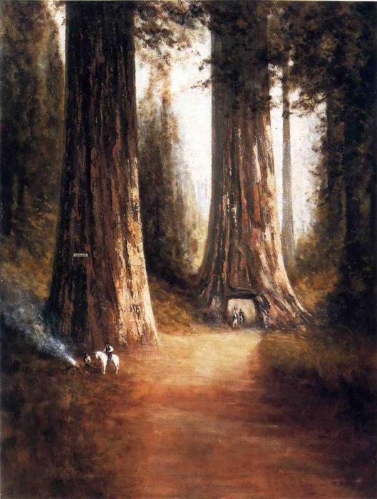 Sequoia Gigantea — Томас Хилл