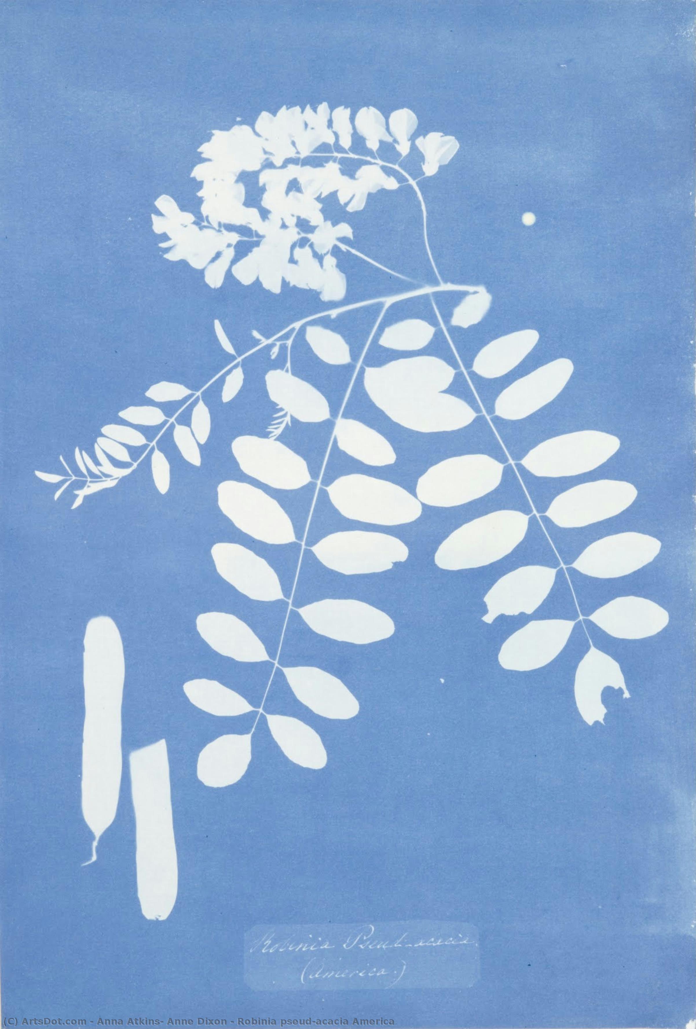 Robinia Pseud-acacia America — Anna Atkins, Anne Dixon