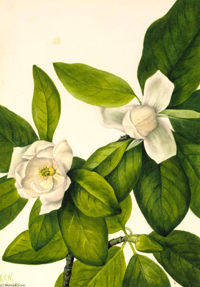 Sweetbay (magnolia Virginiana) — Мери Вокс Волкотт