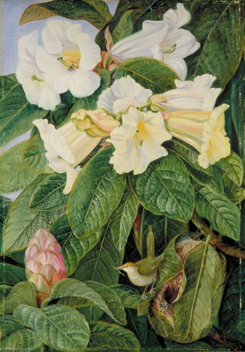 Rhododendron Nuttallii And Tailor Bird, North India — Marianne North