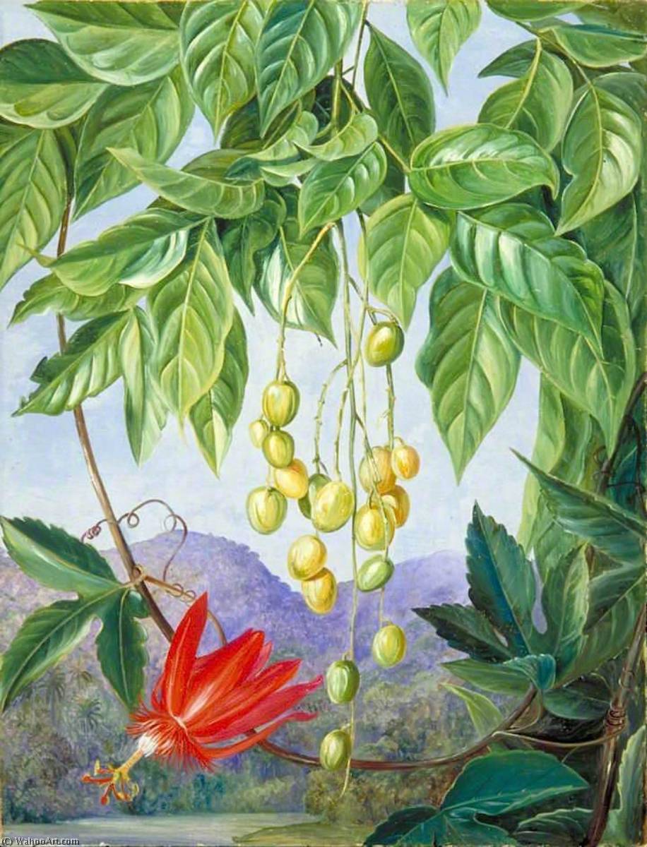 Foliage And Fruit Of The Wampee And American Passion Flower — Marianne North