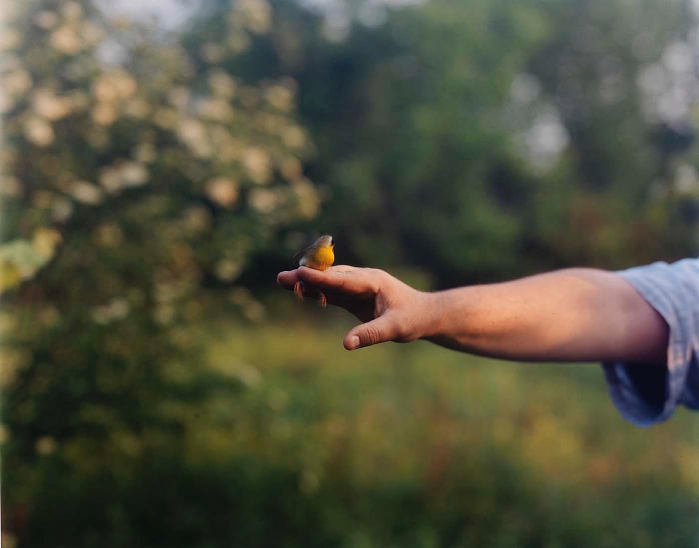 Common Yellowthroat — Barbara Bosworth