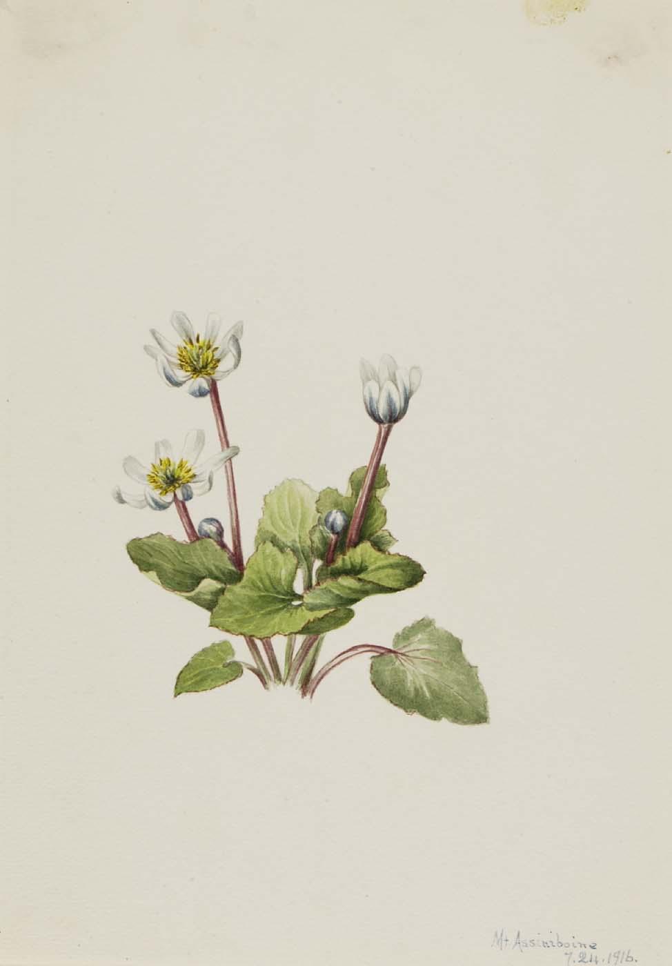 Elkslip (caltha Leptosepala) — Mary Vaux Walcott