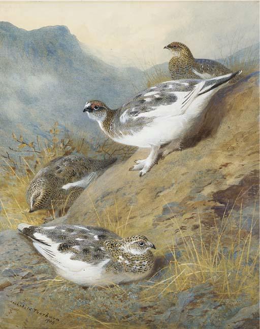 Ptarmigan; Adult Male, Female And Young, Autumn Plumage — Archibald Thorburn