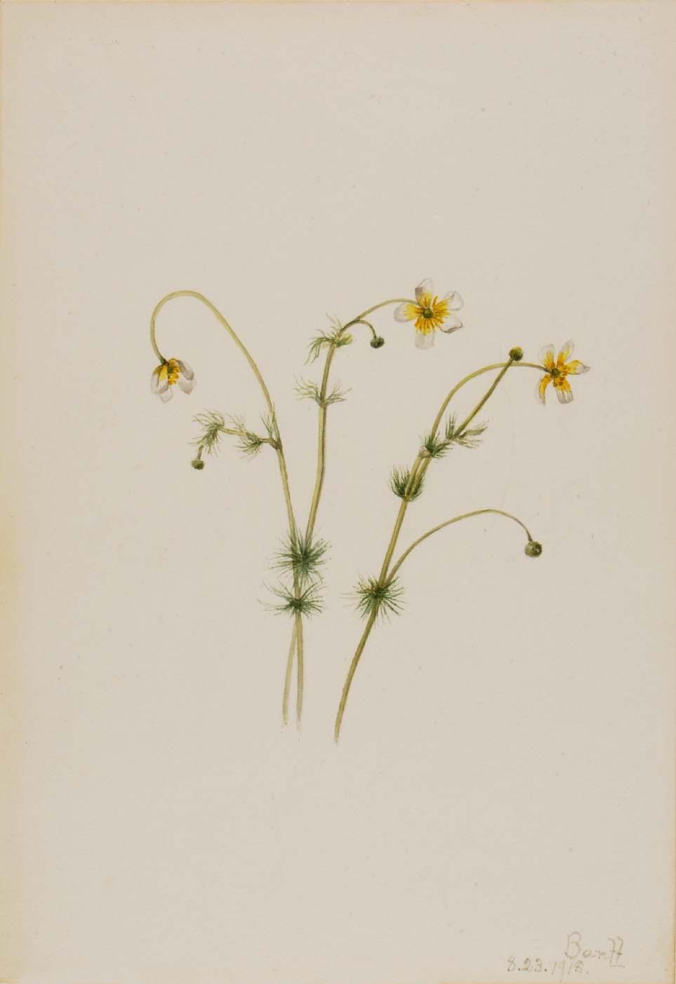 Water Crowfoot (batrachium Trichophyllum) — Mary Vaux Walcott