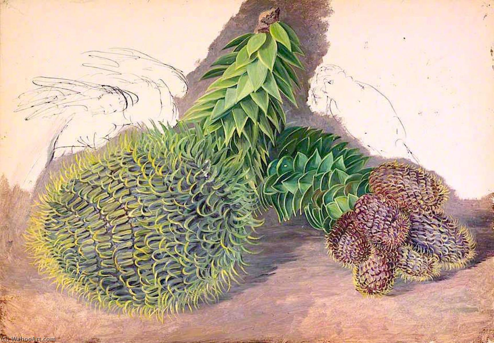 Male Cones Of Araucaria Araucana — Marianne North