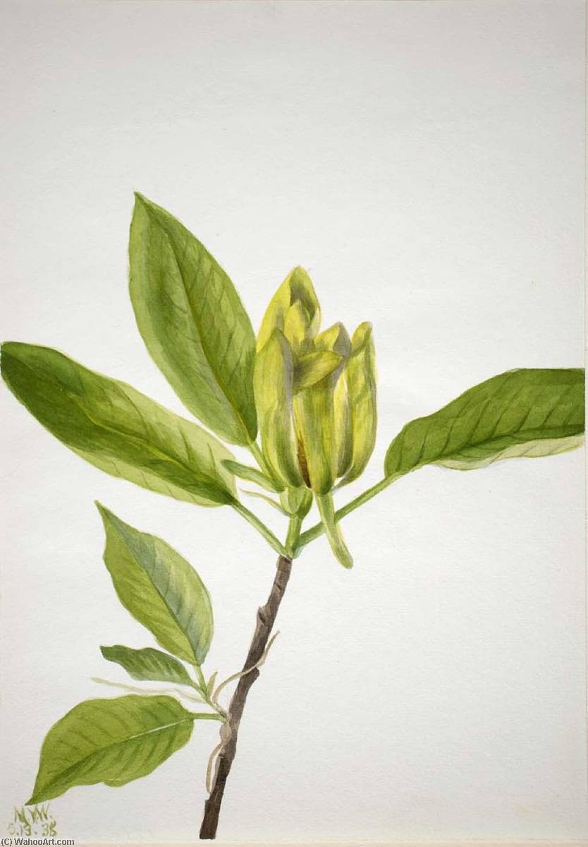 Cucumber Tree (magnolia Scuminata) — Mary Morris Vaux Walcott