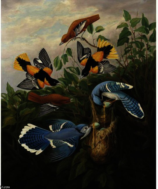 Blue Jay And Baltimore Oriole — Robert Havell